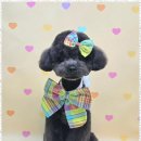 메리몰펫샵 이미지