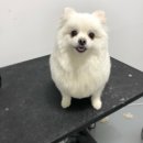 The 빛나개 이미지