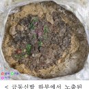 경주 황남동 120-2호분 주인은 12~15세 여성과 3세 순장 아이 이미지