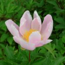 정발산공원 이미지