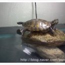 수선동물병원 이미지