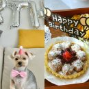 퍼피버스데이 | 강아지 생일케이크 파티용품 후기 퍼피버스데이
