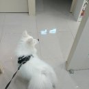 행복을찾는동물병원 이미지