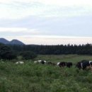 청초목장 이미지