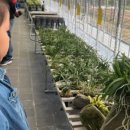 두메산골토우 이미지