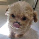 은하수펫샵 이미지