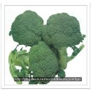 브로컬리(Broccoli) 이미지