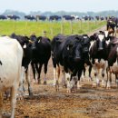 주석목장 이미지