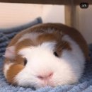 크레타민박 | [마인츠 교환학생] 25-1 유럽 독일 교환학생 총 경비! | 준비 비용, 생활비, 11개국 42개 도시 여행 포함