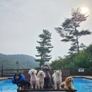 낮은굴뚝 애견펜션 이미지