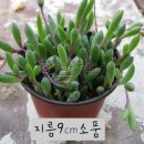 루비 쇼핑하우