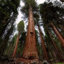 Redwood National Park 이미지