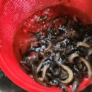 한국추어탕 | 한국기행 안동 추어탕 맛집 알아보기(국물의나라)