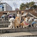 굿데이독 케어센터 이미지