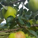 텃골2 농장 이미지