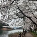 개암마을회관 | 봄바람에 벚꽃잎 흩날리는 개암사 가는길과 기대 이상으로 아름다운 벚꽃길 부안 청림마을
