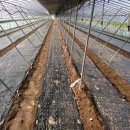 국대농장 이미지