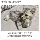 귀여운호랑이