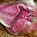 닥터펫동물의료센터 이미지