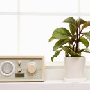 페페로미아 이미지