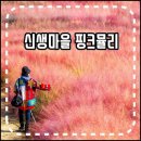 남원왕치초등학교 | 전라도 남원 핫플레이스 신생마을 핑크뮬리 명소 역대급