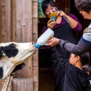 상하푸른목장 중앙일보
