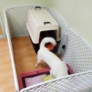 에코 켄넬 이미지