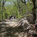 곰배령 꽃길 이미지