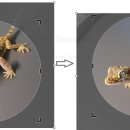 Point - 원형 이미지