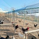 신진농장 | 농부는 유황닭농장에서 세일즈맨의 철학을 배우다!