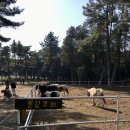 우정목장 | 제주도여행 대한목장 제주 홀스테라피 카페 스냅 아이와가볼만한곳