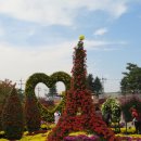 익산 천만송이 국화축제 이미지