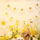 노라도라 이미지