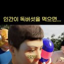 인간이 독버섯을 먹으면 어떻게 될까요? 이미지