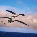 알바트로스 이미지