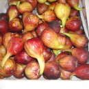 문선명농장 이미지