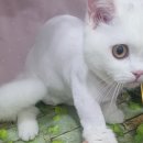 블링블링펫 이미지