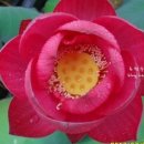 홍연농장 이미지