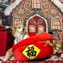 카페 개떼 | 남양주 개떼놀이터 솔직 후기｜식사부터 카페까지 해결되는 서울근교 애견카페