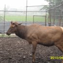 직산사슴목장 이미지