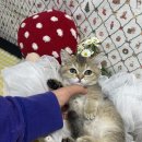 시작 | 서울고양이분양 인연의 시작 후기