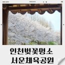 서운체육공원 (운동장 입구) | 인천 벚꽃 명소 서운체육공원 벚꽃 만개 후기 주차