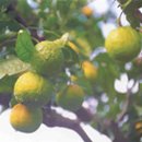 광령귤나무 이미지