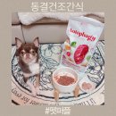 강이지 동결건조간식 펫퍼플 인푸드 오토파지 데일리 비프케어