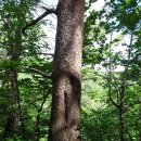 금강소나무숲길 1구간(보부상길) 솔바람타고 숲해설사와 함께 공부도 하고 산행도 하고 이미지