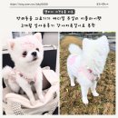 엠(M)메디칼 | 반려동물 의료기기 메디컬 주얼리 미플라이펫 3개월 실사용 후기 강아지목걸이로 추천