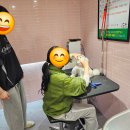 종로애견미용 이미지