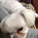 배불도기 이미지