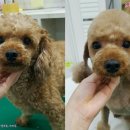 사랑해줄개 이미지