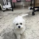 펫밀리쌀롱 이미지